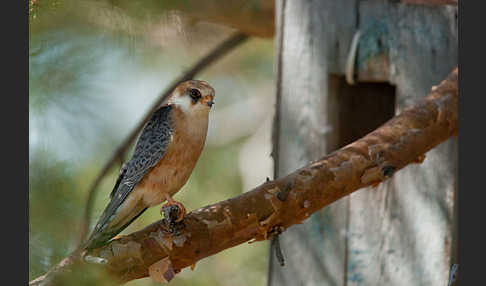 Rotfußfalke (Falco vespertinus)