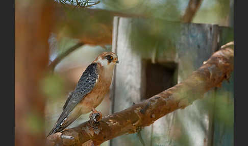 Rotfußfalke (Falco vespertinus)