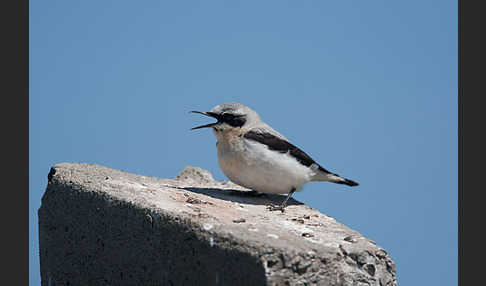 Steinschmätzer (Oenanthe oenanthe)