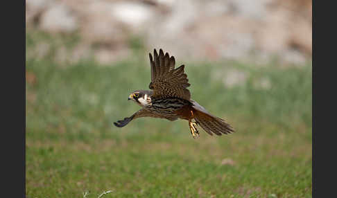 Baumfalke (Falco subbuteo)