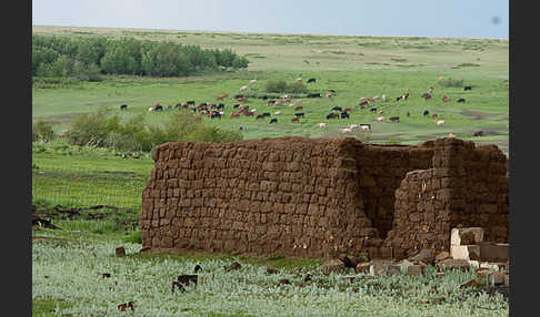 Kasachstan (Kazakhstan)