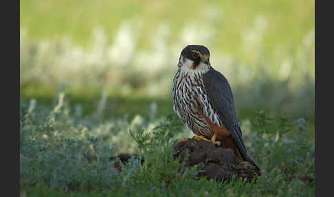 Baumfalke (Falco subbuteo)