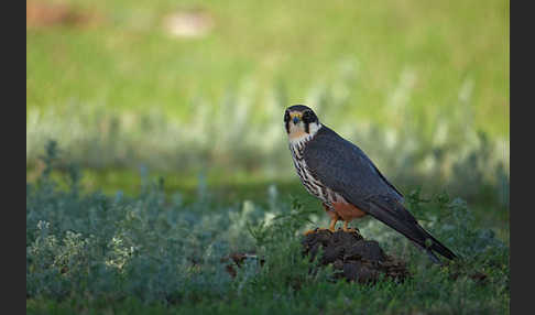 Baumfalke (Falco subbuteo)