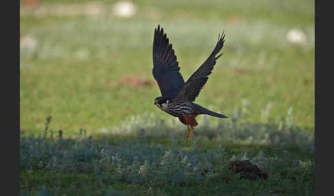 Baumfalke (Falco subbuteo)