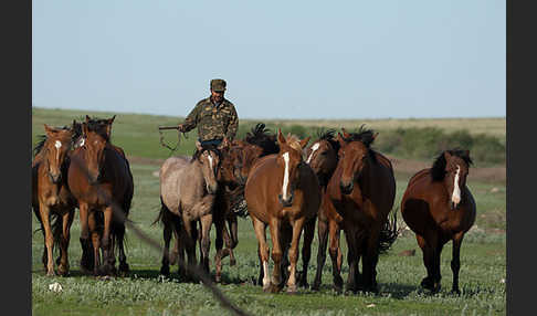 Hauspferd (Equus caballus)