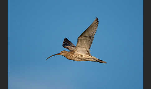 Großer Brachvogel (Numenius arquata)