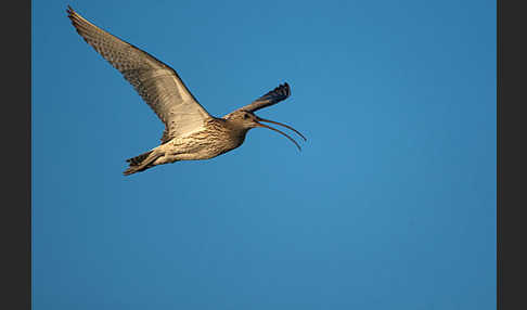 Großer Brachvogel (Numenius arquata)