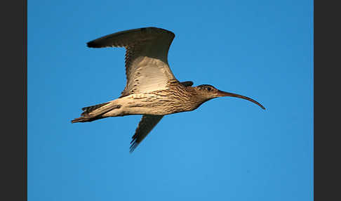 Großer Brachvogel (Numenius arquata)