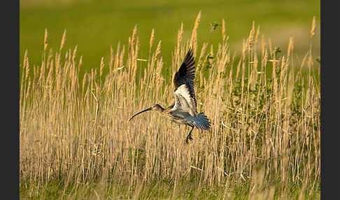 Großer Brachvogel (Numenius arquata)