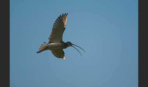 Großer Brachvogel (Numenius arquata)