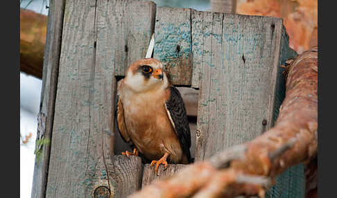 Rotfußfalke (Falco vespertinus)