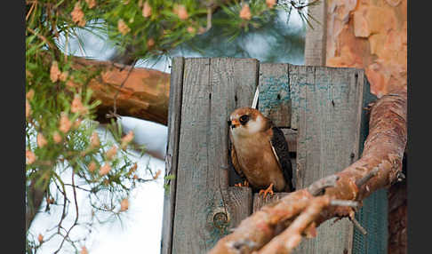 Rotfußfalke (Falco vespertinus)