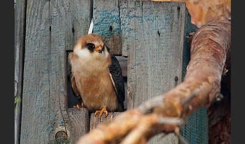 Rotfußfalke (Falco vespertinus)