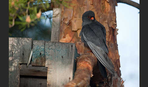 Rotfußfalke (Falco vespertinus)