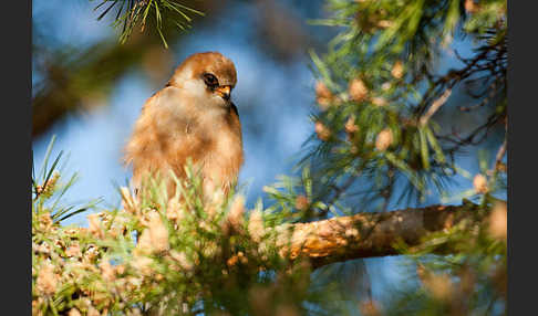 Rotfußfalke (Falco vespertinus)