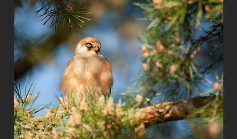 Rotfußfalke (Falco vespertinus)