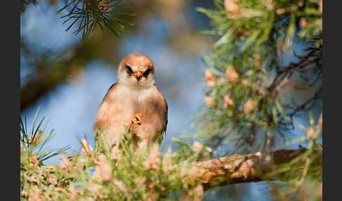 Rotfußfalke (Falco vespertinus)