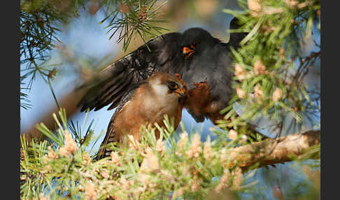 Rotfußfalke (Falco vespertinus)