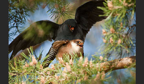 Rotfußfalke (Falco vespertinus)