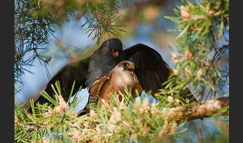 Rotfußfalke (Falco vespertinus)