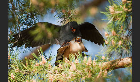 Rotfußfalke (Falco vespertinus)