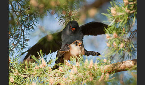 Rotfußfalke (Falco vespertinus)