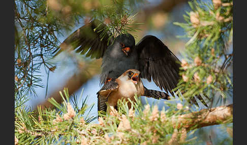 Rotfußfalke (Falco vespertinus)