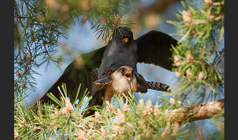 Rotfußfalke (Falco vespertinus)