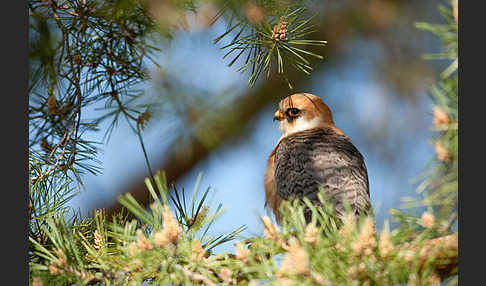 Rotfußfalke (Falco vespertinus)