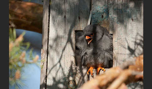 Rotfußfalke (Falco vespertinus)