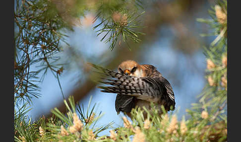 Rotfußfalke (Falco vespertinus)