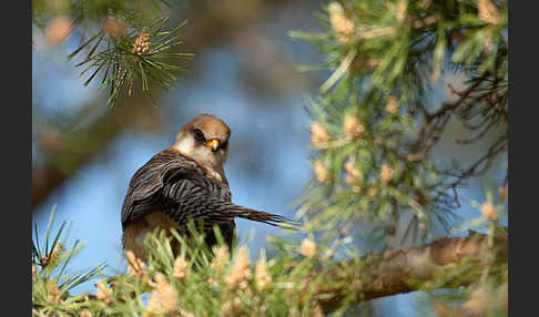 Rotfußfalke (Falco vespertinus)