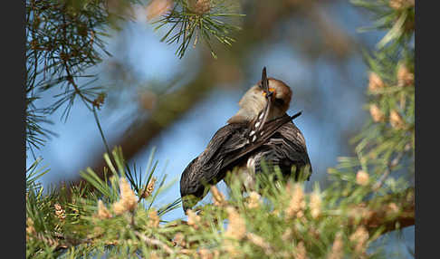 Rotfußfalke (Falco vespertinus)