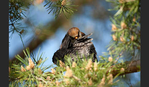 Rotfußfalke (Falco vespertinus)