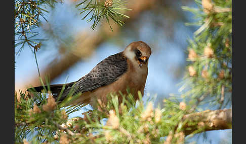 Rotfußfalke (Falco vespertinus)