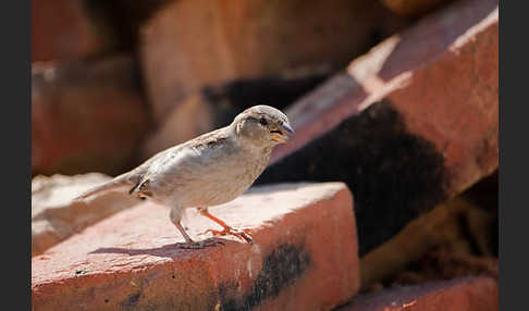 Haussperling (Passer domesticus)