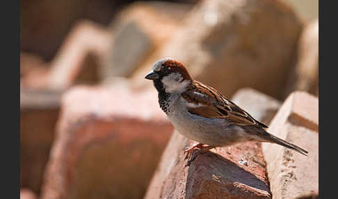 Haussperling (Passer domesticus)