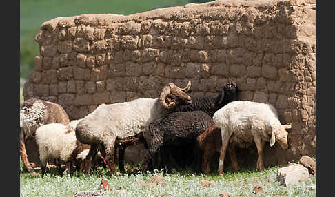 Fettschwanzschaf (Ovis aries steatopyga)