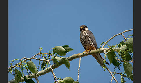 Baumfalke (Falco subbuteo)