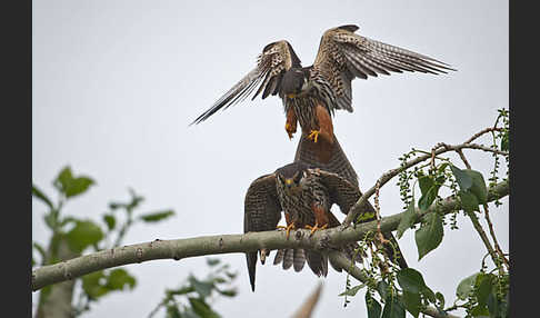 Baumfalke (Falco subbuteo)