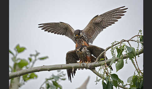 Baumfalke (Falco subbuteo)