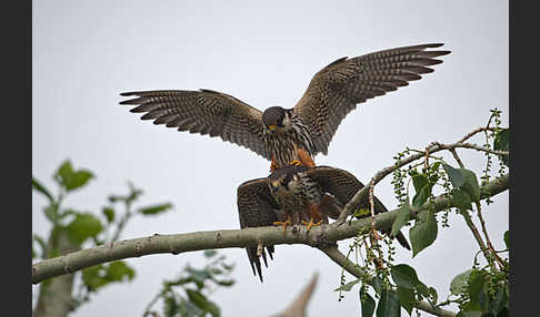 Baumfalke (Falco subbuteo)