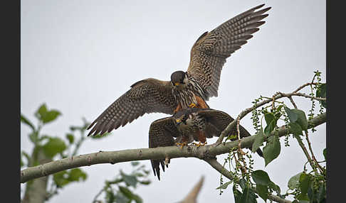 Baumfalke (Falco subbuteo)