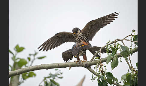 Baumfalke (Falco subbuteo)