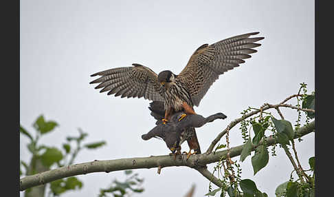 Baumfalke (Falco subbuteo)