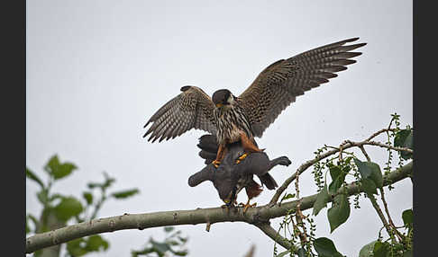 Baumfalke (Falco subbuteo)