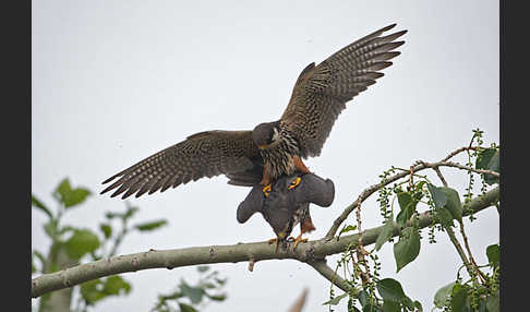 Baumfalke (Falco subbuteo)