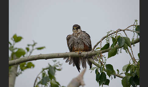 Baumfalke (Falco subbuteo)