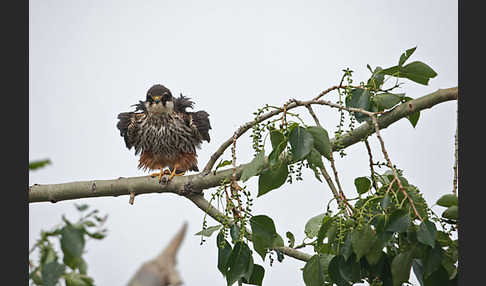 Baumfalke (Falco subbuteo)