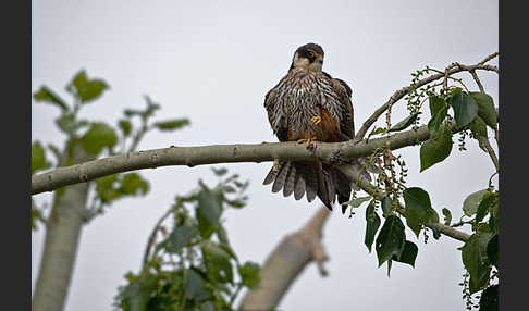 Baumfalke (Falco subbuteo)